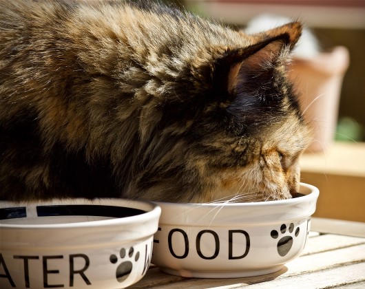 10 aliments dangereux pour les chats - Chat, aliments et toxicité