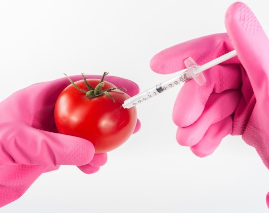Dangers des OGM dans les Aliments