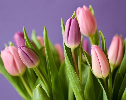 La tulipe, une fleur toxique - Toxicité du bulbe de la tulipe